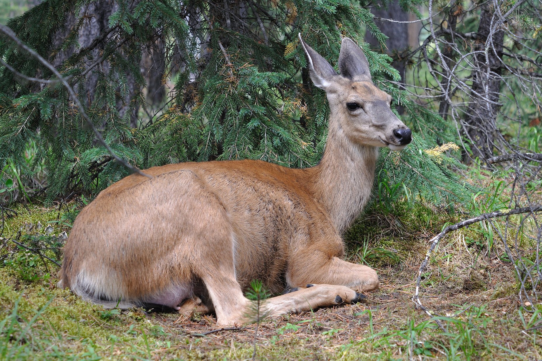 Jasper NP - Maligne Lake - Muildierhert Een vrouwelijk muildierhert of ook wel zwartstaart hert genaamd (Odocoileus hemionus columbianus)<br />
 Stefan Cruysberghs